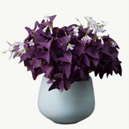 Oxalis triangularis - triangularis, |