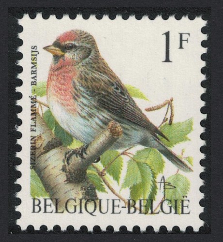 Redpoll bird sizerin flamme - redpoll,