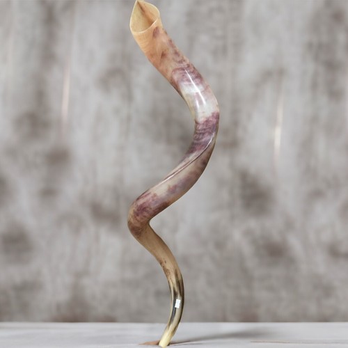 Kudu yemenite shofar horn - yemenite,