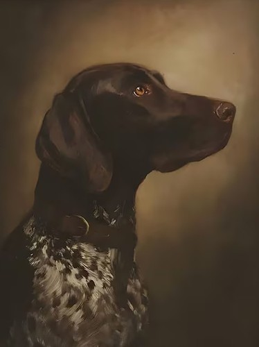 Shorthaired pointer dog animal - pointer,