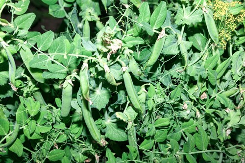 Pea hurst greenshaft - greenshaft, seeds