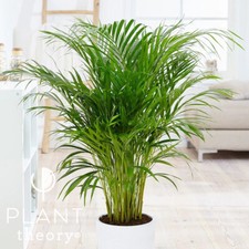 100cm Dypsis Lutescens Areca