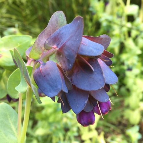 Cerinthe major purpurencens - cerinthe,