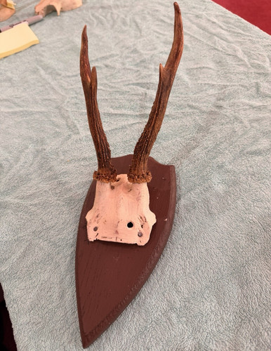 Roe deer antlers - antlers, skull