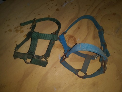 Equestrian small halters - small,