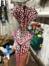 Sarracenia Rt 71 purple and