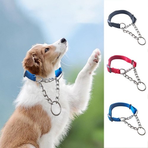 Strong training dog - strong,