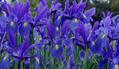 Blue dutch iris - dutch,