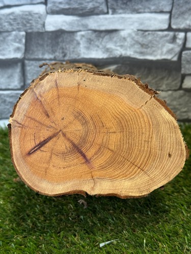 Year air dried yew - year,