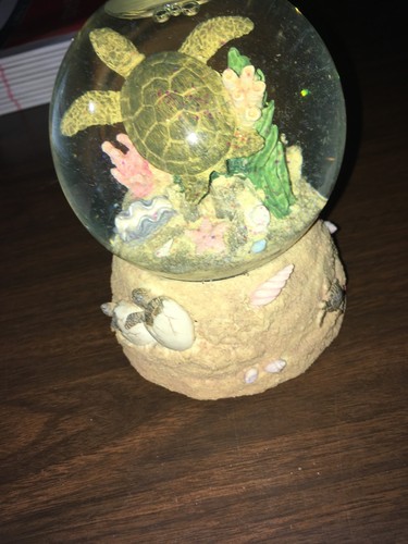 Sea turtle snow - sea, "snow