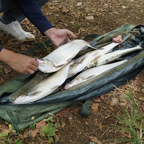 Boat shaped fishes transport - boat,