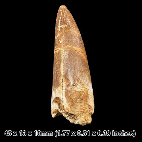 Plesiosaur tooth reptile - plesiosaur,