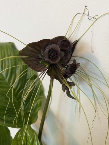 Large rare bat flower - rare,