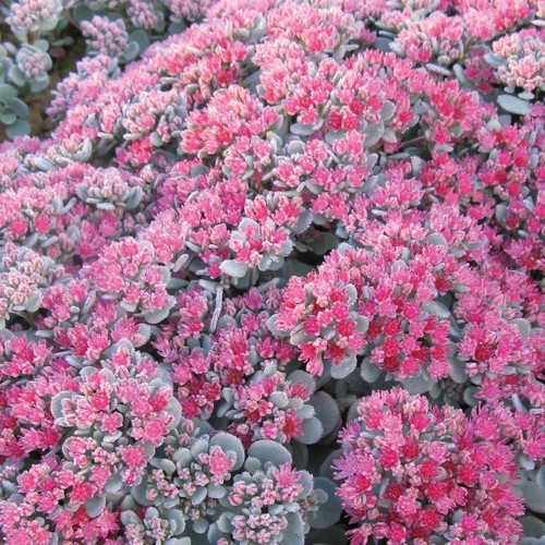 Sedum robustum autumn - robustum, joy