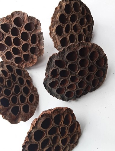 Lotus pods isopods craft - pods,