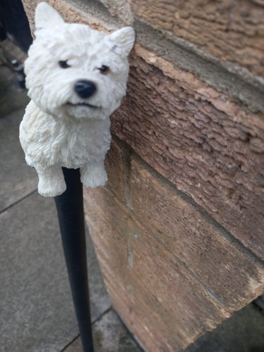 West highland white terrier - highland,