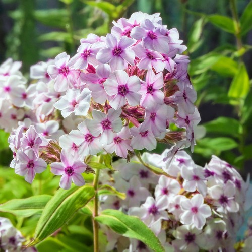 Garden phlox nora - nora, leigh