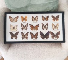 15 x Real Pinned Butterfly Collection. 15 Species In Wood Frame