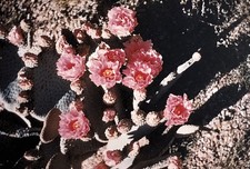 Arizona - Beavertail Cactus