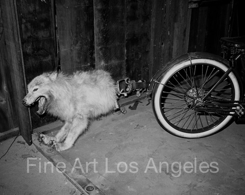 Neal white photo wolf bike - white,
