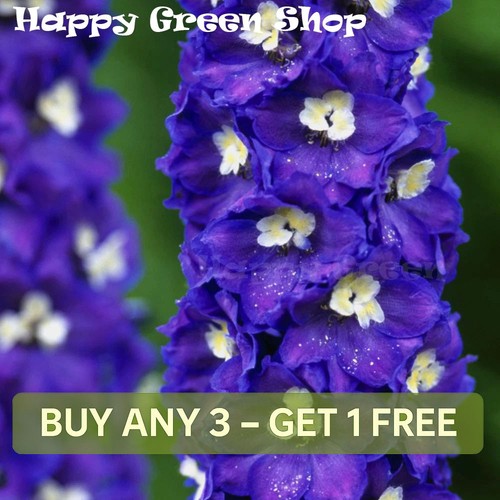 Delphinium seeds pacific giant - delphinium,
