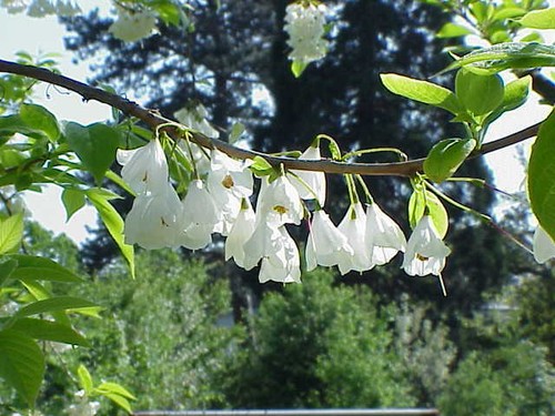Halesia monticola variegata - , in