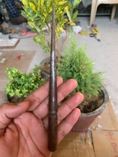 Indian Antique Hand Crafted