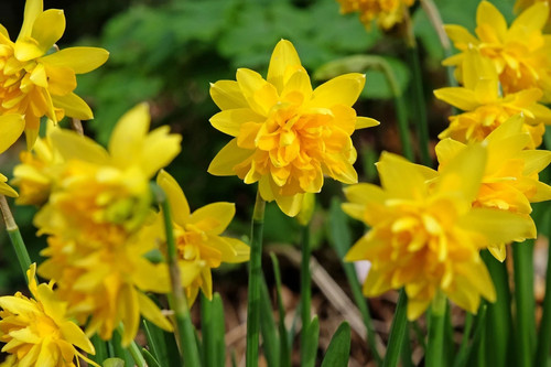 10x daffodil double tete - 10x,