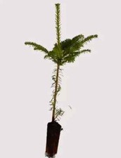 1 Fraser Fir Tree - Abies