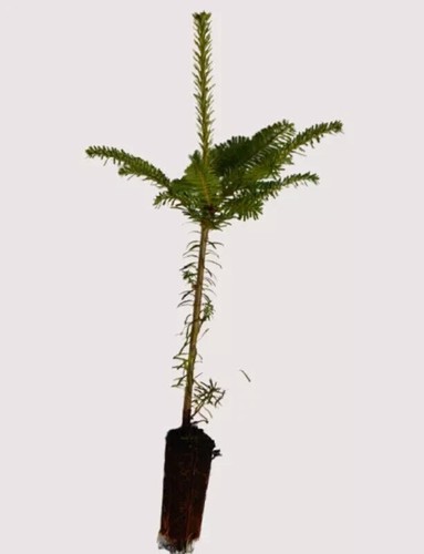 Fraser fir tree abies - 1,