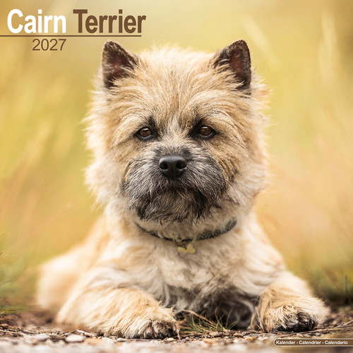 Cairn terrier 2027 calendar - terrier,