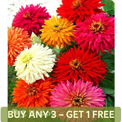 Zinnia super cactus mixed - zinnia,