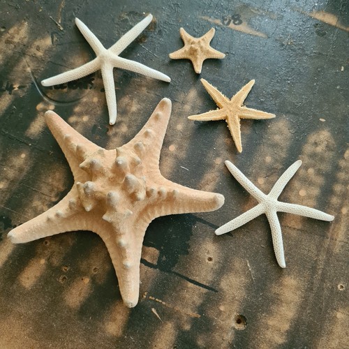 Natural real starfish - real, star