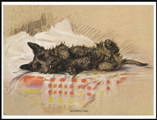 Scottish terrier asleep - scottish,