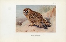 Short Eared Owl Antique 1925