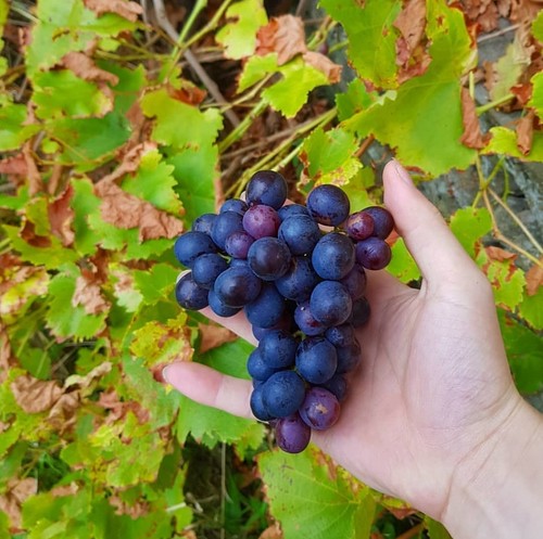 Grape vine plant pot rooted - grape,