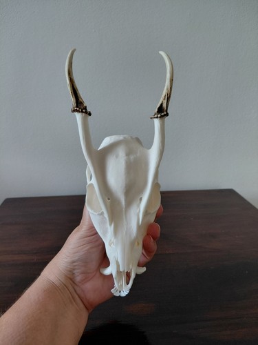 Muntjac buck deer skull - buck,
