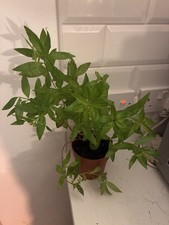 Lemon Verbena Bare Root 20cm Tall