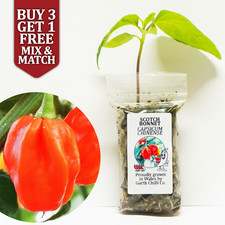 Scotch Bonnet Chilli Pepper