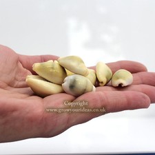 Money cowrie cypraea - x,