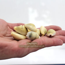 25 x Money Cowrie Cypraea