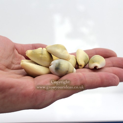Money cowrie cypraea - cowrie,