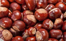 50 X Conkers Mix Size Horse Chestnut Spider Repellent (2025 crop) AVAILABLE NOW!