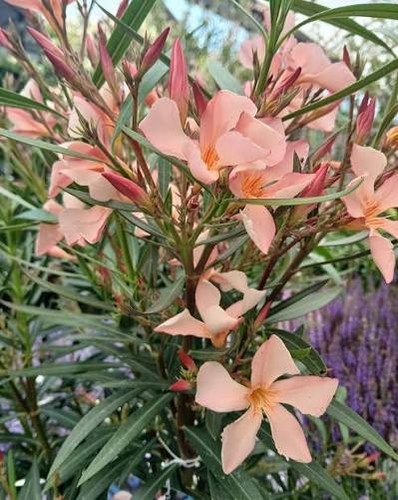 Oleander 4 - (nerium, oleander)