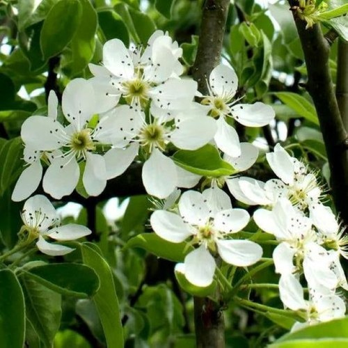 Wild pear pyrus communis - pear,