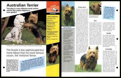 Australian terrier routine - australian,