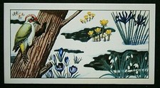 GREEN WOODPECKER  Spring Scene  Vintage 1966 Illustrated  Card  JE10M