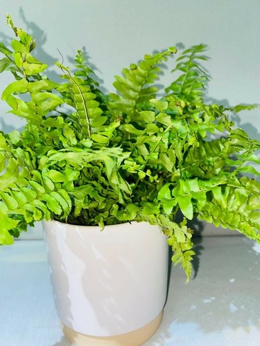 Boston fern sword - boston,