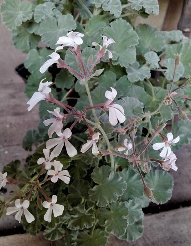 Fragrans geranium pelargonium - fragrans,