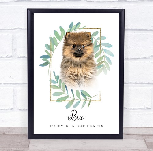 Pomeranian brown memorial - brown,